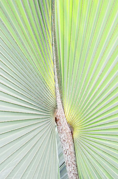 Textura tropical da folha de palma — Fotografia de Stock