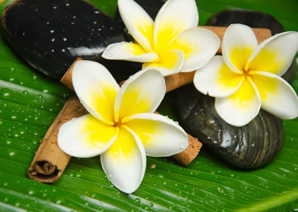 Witte gele plumeria — Stockfoto