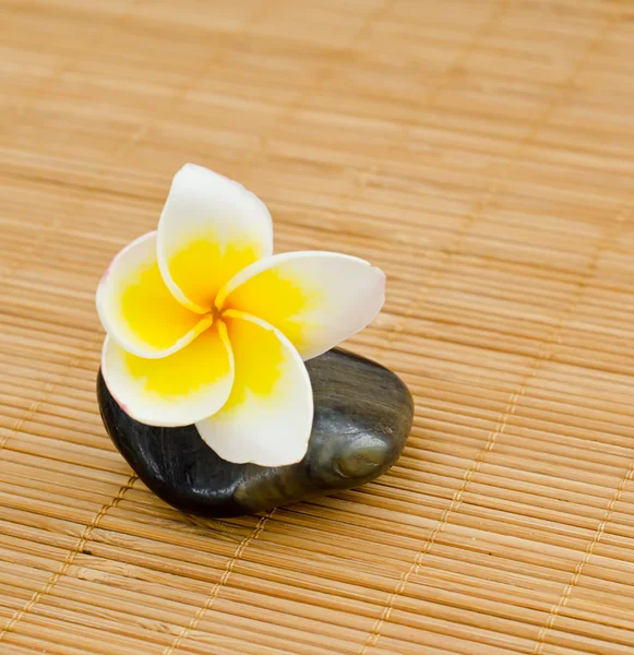 Blume auf einem Stein — Stockfoto