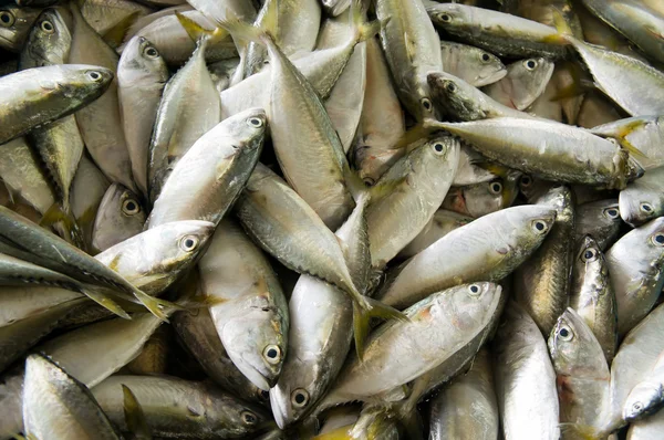 Fresh raw mackerel fish — Stock Photo, Image