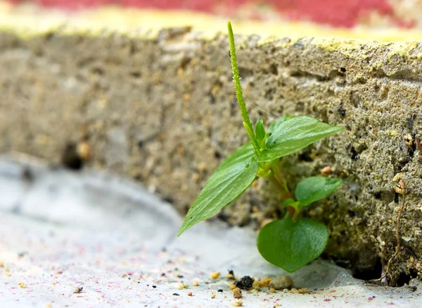 Pflanze bricht durch — Stockfoto