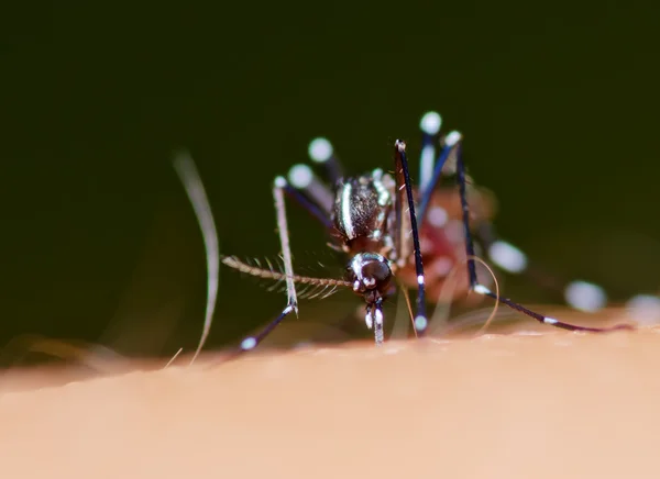 Κουνουπιών Aedes — Φωτογραφία Αρχείου