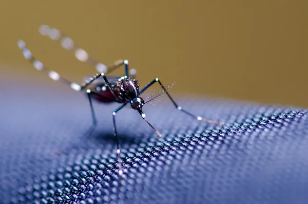 Aedes komar — Zdjęcie stockowe