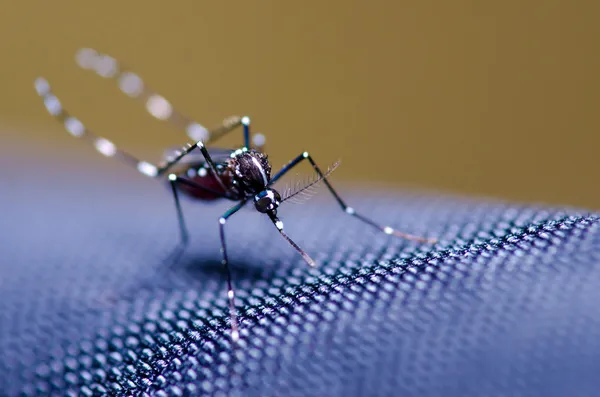 Komár Aedes — Stock fotografie