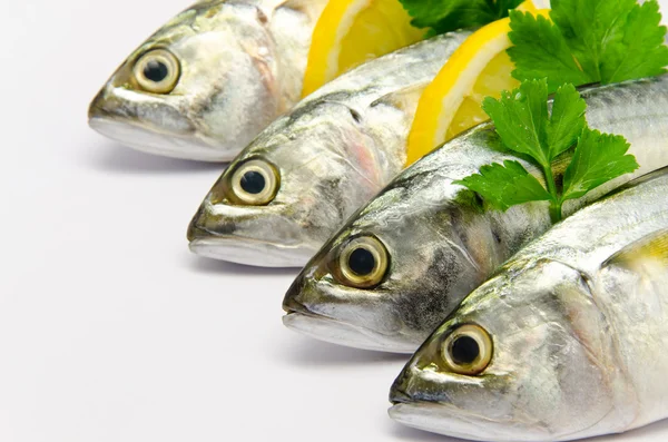 Fresh Mackerel — Stock Photo, Image