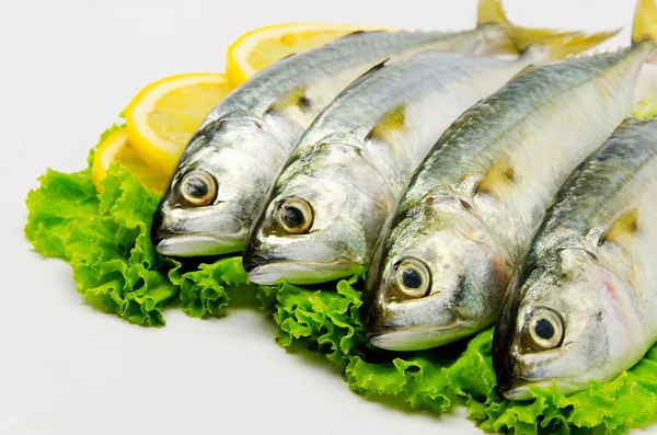 Fresh Mackerel — Stock Photo, Image