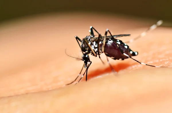 Aedes Fabquito sucking Лицензионные Стоковые Изображения