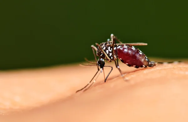 Полная кровь на теле комара Лицензионные Стоковые Изображения