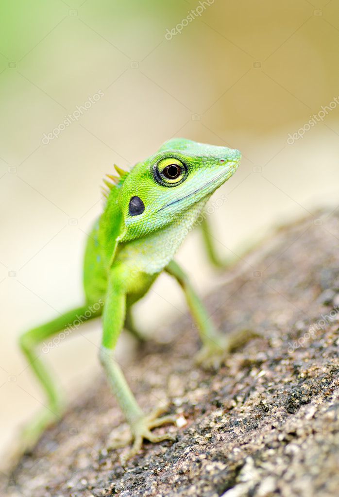beautiful green gecko | 图库照片 08 mohd hairul fiza musa #1
