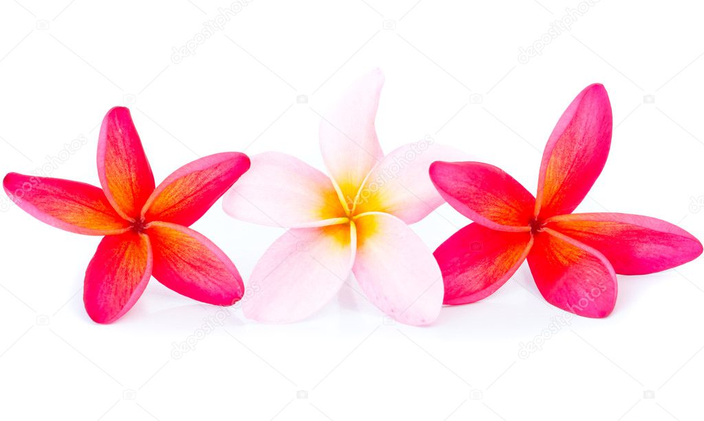 Pink and red plumeria flower arrangement
