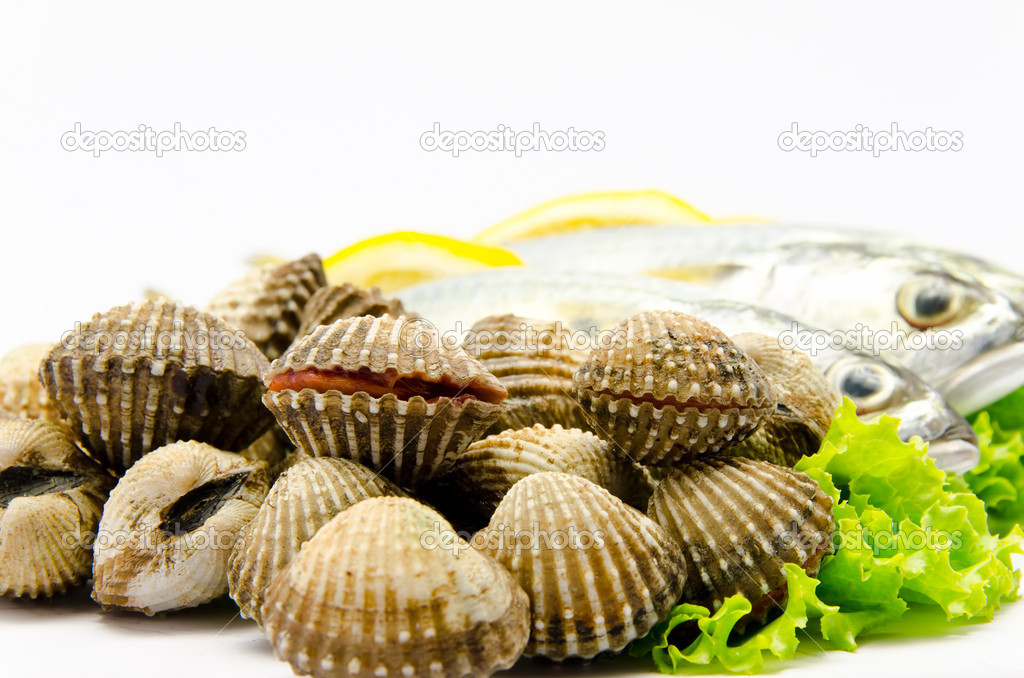 Fresh raw clams