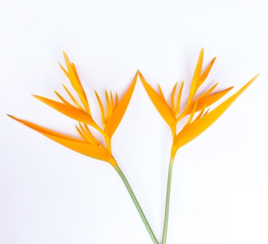 heliconia çiçek üzerinde beyaz izole