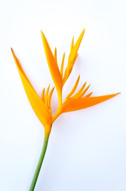 heliconia çiçek üzerinde beyaz izole