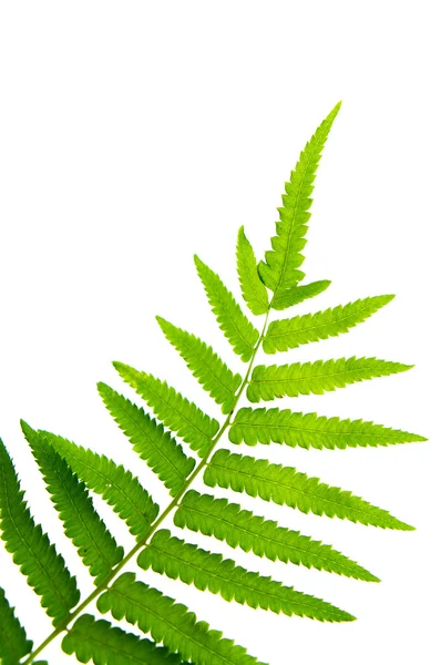 Grünes Farnblatt isoliert — Stockfoto