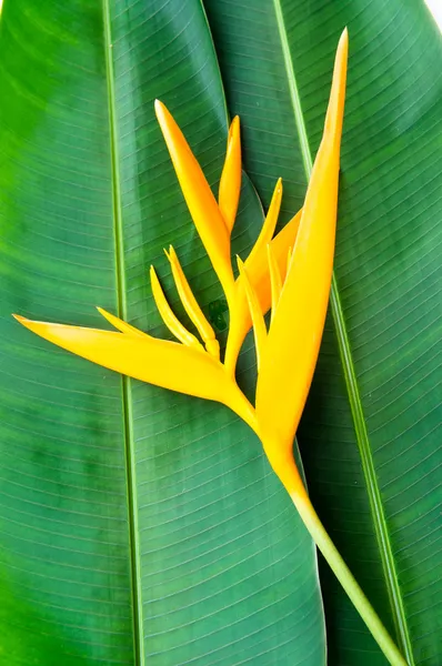 Muz Yaprak heliconia çiçekler — Stok fotoğraf