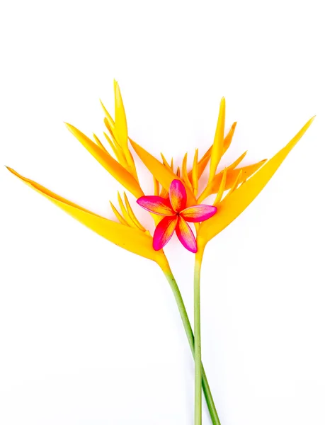 Heliconia und plumeria Blüten isoliert auf weiß — Stockfoto