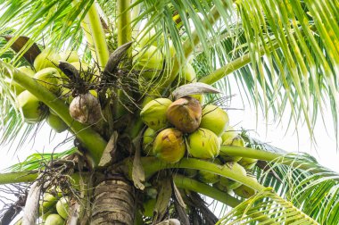 Hindistan cevizi ağacı