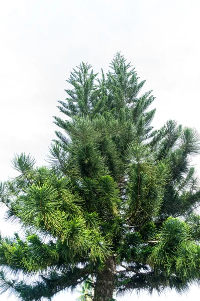 Ladin ağacı — Stok fotoğraf