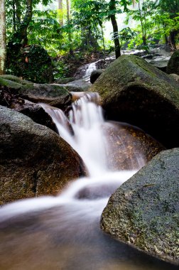 Yeşil orman ve şelale - hareket yavaş şelale