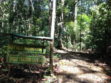 Orman İzleme devlet yolu park kuala rompin, pahang, Malezya