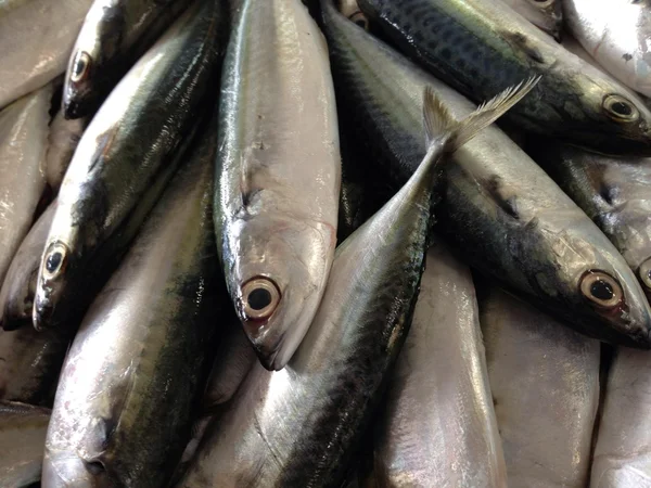 Fresh mackerel at market — Stock Photo, Image