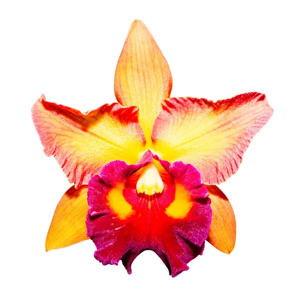 Gul orkidé isolerad på vit bakgrund med urklippsbana — Stockfoto