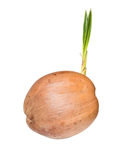 Sprout of coconut tree — Stock Photo, Image