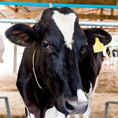 Milch inekler yakın çekim