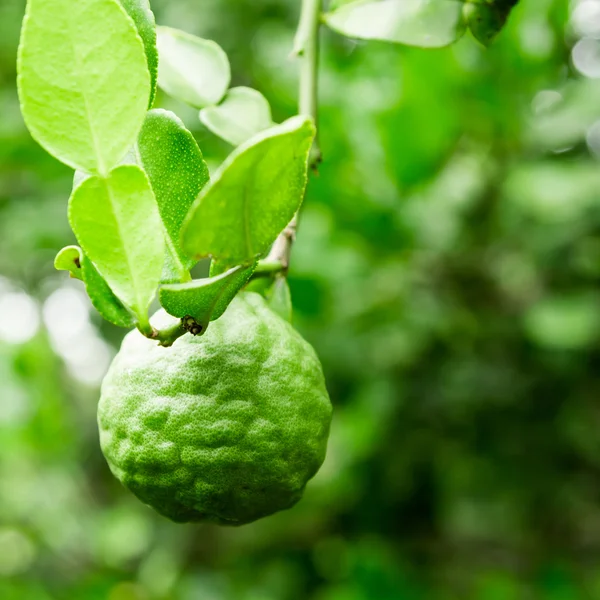 Kaffer lime på träd — Stockfoto