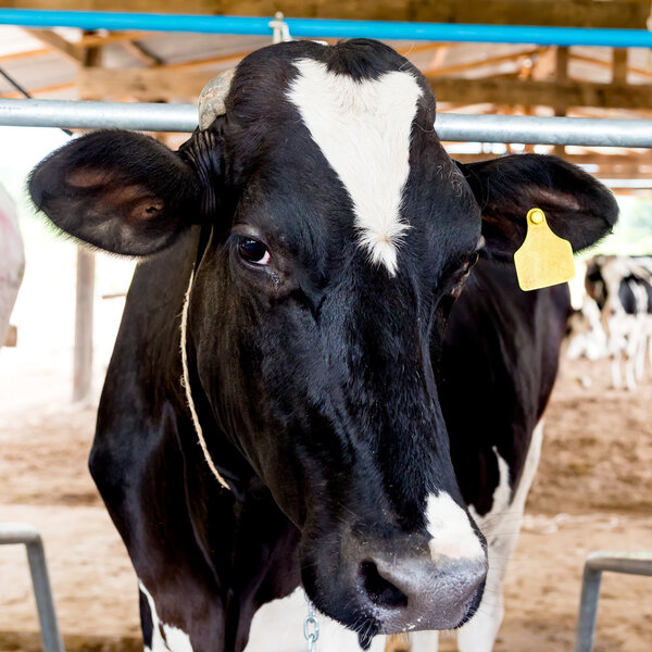 milch cows close up