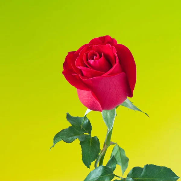 Rote Rose — Stockfoto