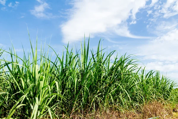 Сахарный тростник и синий фон неба — стоковое фото