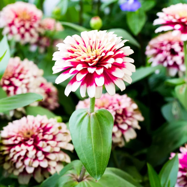 Zinnia blommorna i trädgården — Stockfoto