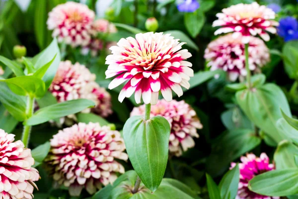 Zinnia blommorna i trädgården — Stockfoto