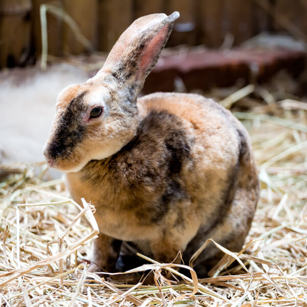 Brown Rabbit on the straw