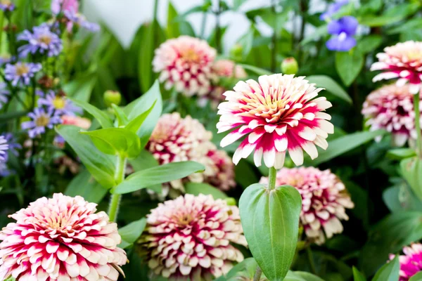 Zinnia flowers in the garden — Stock Photo, Image