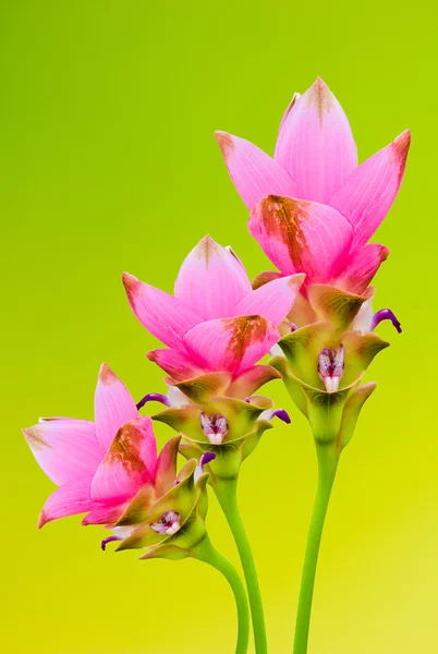 Siam tulipa flores no fundo verde — Fotografia de Stock