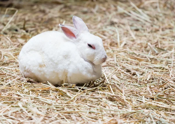 White Rabbit on the straw — Stock Photo, Image