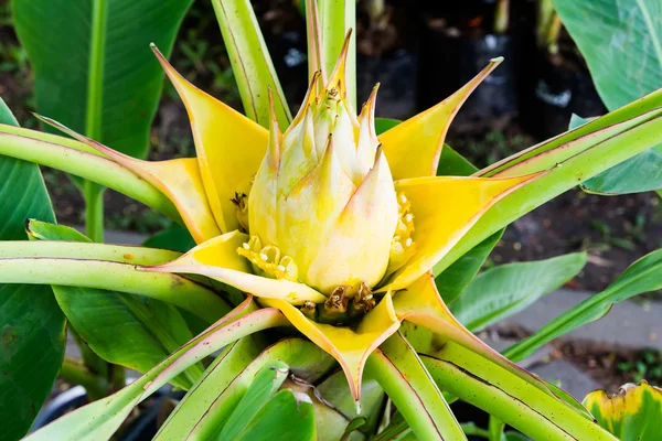 Gele bananen bloem — Stockfoto