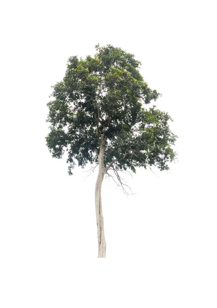 Arbre isolé sur fond blanc — Photo