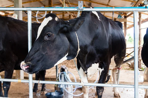Milch cows during milking in farm — Stock Photo, Image