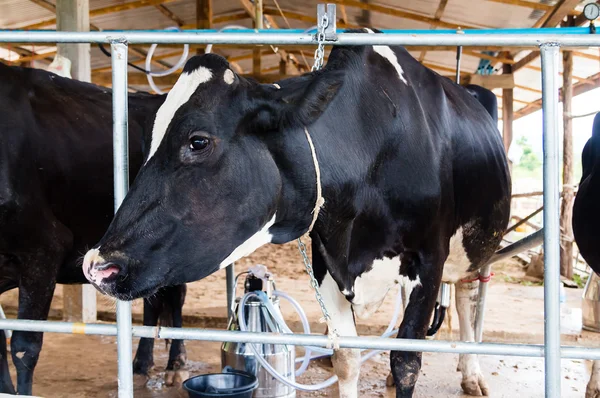 grupta sağım sırasında milch inekler