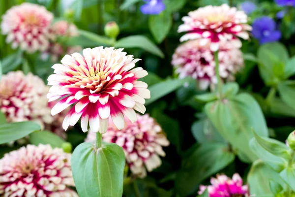 Zinnia blommorna i trädgården — Stockfoto