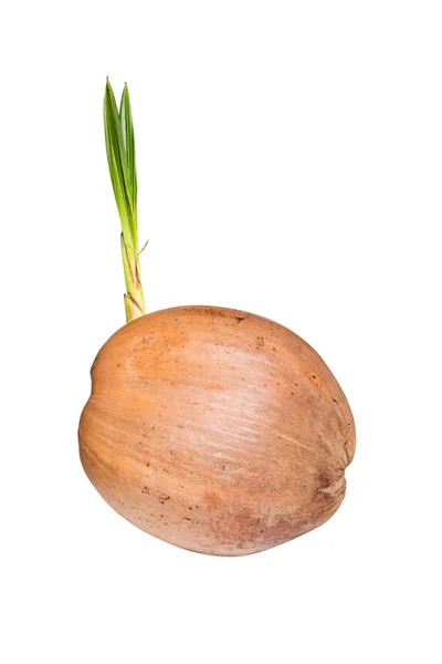 Sprout of coconut tree — Stock Photo, Image