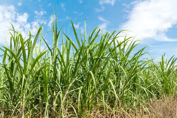 Sugarcane and blue sky background — Stock Photo, Image