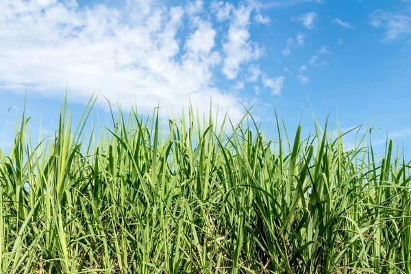 Suikerriet en blauwe hemelachtergrond — Stockfoto