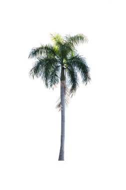 Beyaz arkaplanda izole edilmiş palmiye ağacı