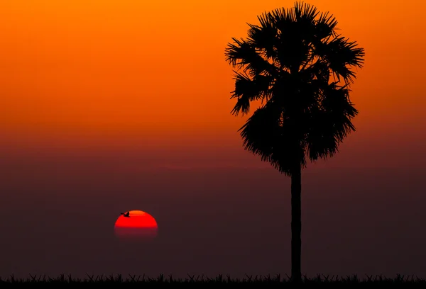 Silhouettes de palmier sur fond de coucher de soleil — Photo