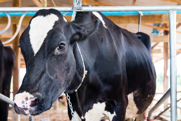 Молочные коровы во время доения на ферме — стоковое фото