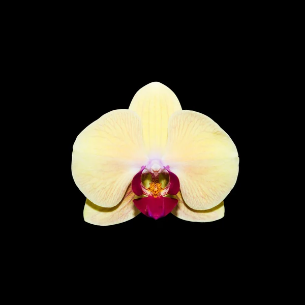 Yellow orchid isolated on black background with clipping path — Stock Photo, Image